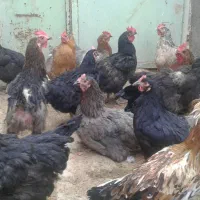 مرغ