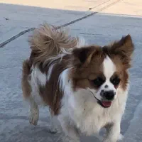 سگ پامر اشپیتز