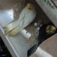 عروس هلندی برافروش دارم