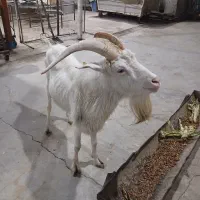 بعده فروش یا معاوضه