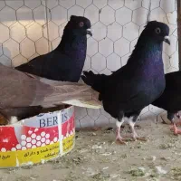 کفتر خوب ۴ عدد مهر دم سفید