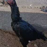 فروش مرغ خروس لاری