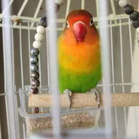 طوطی کتوله برزیلی  ماده