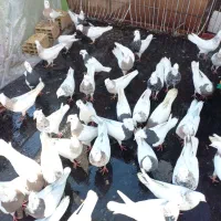 فروش کفتر طوقی