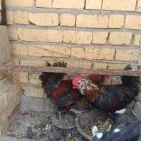 مرغ و خروس گلین+ (جوجه )|حیوانات مزرعه|مرودشت, استادیوم‎|دیوار