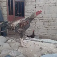 خروس وزد