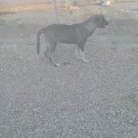 سگ پژدر