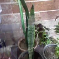 گل آپارتمانی