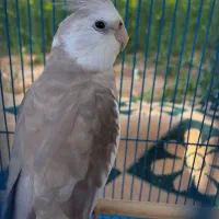 عروس هلندی گمشده