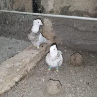 کفتر|پرنده|محمدیه-قزوین, |دیوار