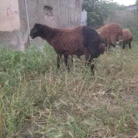 تقلی نر
