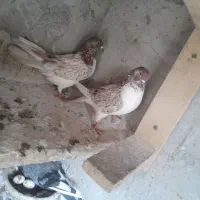 کبوتر پرشی|پرنده|صومعهسرا, |دیوار