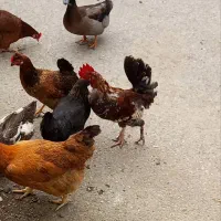 خروس|حیوانات مزرعه|املش, |دیوار