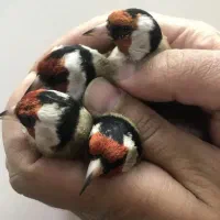 سهره تازه گیر زیبا