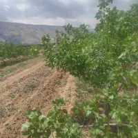 باغ پسته و زمین زراعی