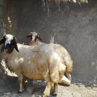 گوسفند