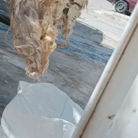 پشم گوسفند|رختخواب، بالش، پتو|شیراز, کوشک میدان|دیوار