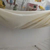سه عدد کوتوله برزیلی و یک مرغ عشق
