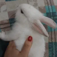 خرگوش سالم