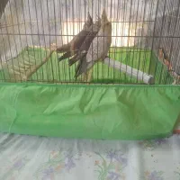 عروس هلندی|پرنده|الوند, |دیوار