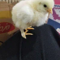 فروش جوجه محلی یک روزه