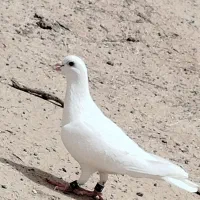 کفتر سفید|پرنده|بم پشت, |دیوار