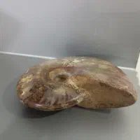 فسیل حلزون|کلکسیون اشیاء عتیقه|مشهد, سیلو|دیوار