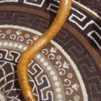 شیپور دمام