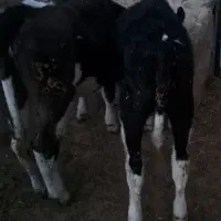 گوساله ماده سیمینتال|حیوانات مزرعه|فرمهین, |دیوار