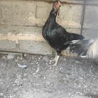 ماده لاری فروشی