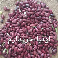 لوبیا قرمز  سفید خ