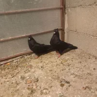 فروشی|پرنده|منج, |دیوار