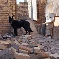 ژرمن بلک نر.|سگ|قزوین, |دیوار