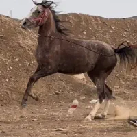 فروش اسب کرد