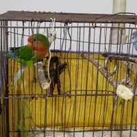 طوطی برزیلی و مرغ عشق