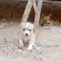 واگزاری پامر اشپیتز