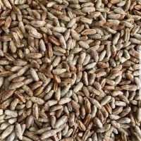 هسته خرما خشک