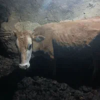 گاو گوساله  به فروش می‌رسد