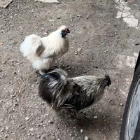 خروس ابریشمی|حیوانات مزرعه|رشت, دیانتی|دیوار