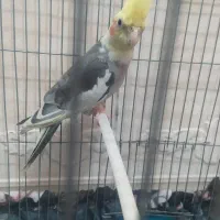 عروس هلندی نر