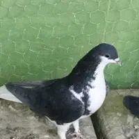 کبوتر خوشرنگ سیاه