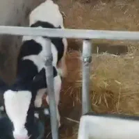 گوساله شیرخوار