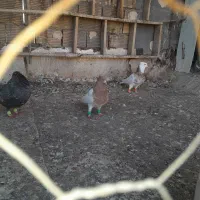 کبوتر|پرنده|شوشتر, |دیوار