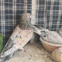 کفتر|پرنده|مشکیندشت, |دیوار