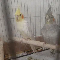 یک جفت طوطی عروس