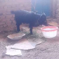 یک عدد ماده جهت مالداری|حیوانات مزرعه|خاش, |دیوار