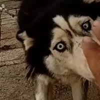 هاسکی گمشده