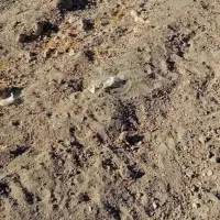 زمین منظریه