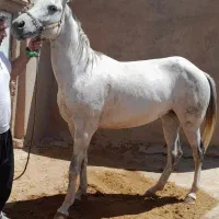 اسب مادیان خیلی آرام،ترکمن،یموت،شکم خالی،آماده کشش