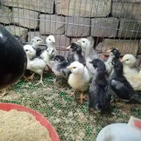 جوجه گلین چهل تاج ریشو فقط و فقط دونه 150|حیوانات مزرعه|خمینیشهر, |دیوار